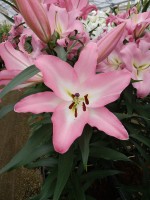 [5215 Highbury VZ No01.JPG]